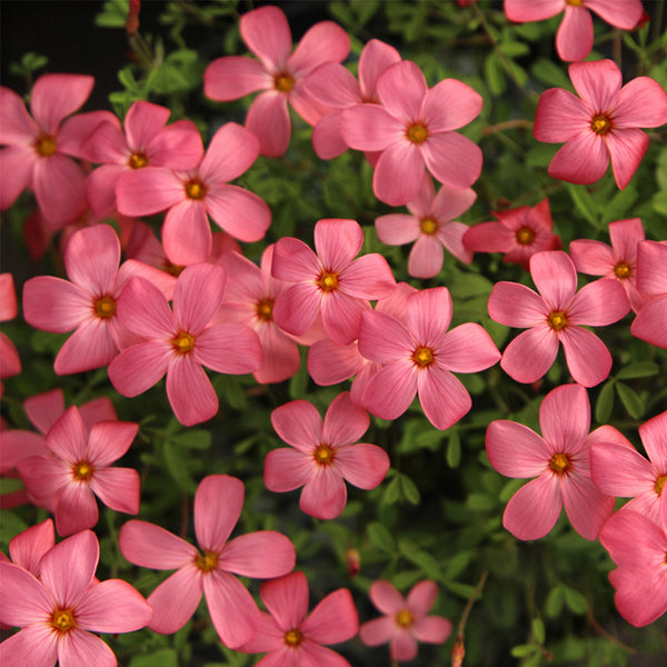 Oxalis glabra Series Bulb - 'Salmon', 2 Bulbs