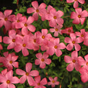 Oxalis glabra Series Bulb - 'Salmon', 2 Bulbs