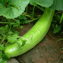 Qinglong Cucumber Seeds