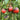 733 Strawberry Tree Tomato, 5 Seeds