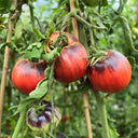 733 Strawberry Tree Tomato, 5 Seeds