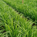 Purple-rooted Chinese Chives Seeds, 5 × 5g Bags
