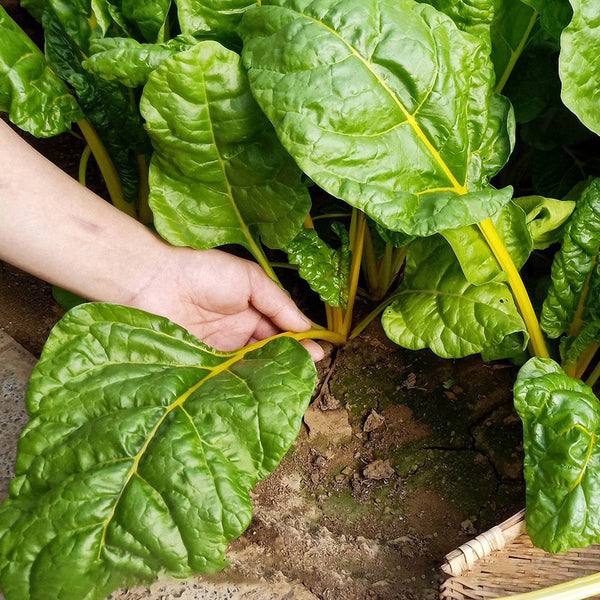 Golden-Leaf Chard Seeds, 5g