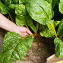 Golden-Leaf Chard Seeds, 5g