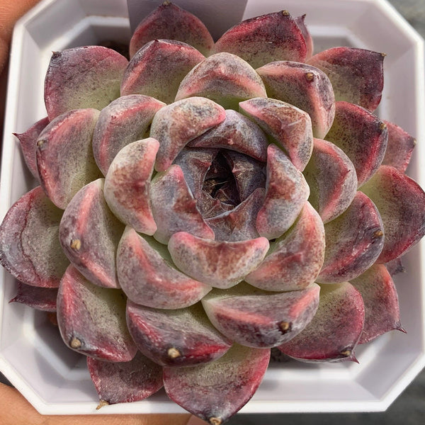 Echeveria cv. 'Purple Fairy'‌, 3pcs x 1-head