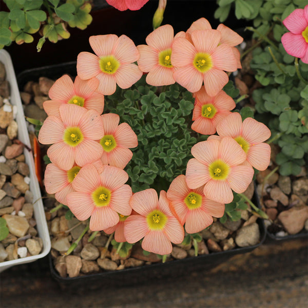 Oxalis obtusa Series Bulb - 'Orange Cream', 5 Bulbs