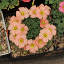 Oxalis obtusa Series Bulb - 'Orange Cream', 5 Bulbs