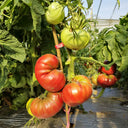 774 Black Mamba Tomato, 5 Seeds