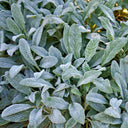 Lamb's Ear, 20 Seeds