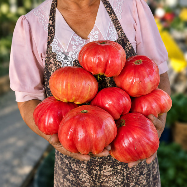 137 AH Scorpii Tomato, 5 Seeds