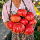 137 AH Scorpii Tomato, 5 Seeds