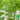Yushuai Smooth Luffa, 10 Seeds