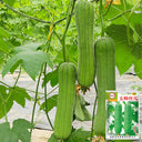 Yushuai Smooth Luffa, 10 Seeds