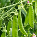 Red Flower Giant Glass Pod Pea Seeds, 30g