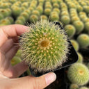 Parodia schumanniana, 4-5cm