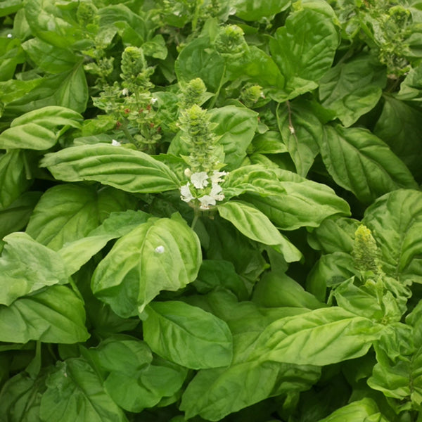 Giant Leaf Basil Seeds, 200 Seeds