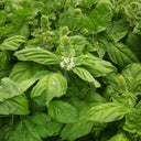 Giant Leaf Basil Seeds, 200 Seeds
