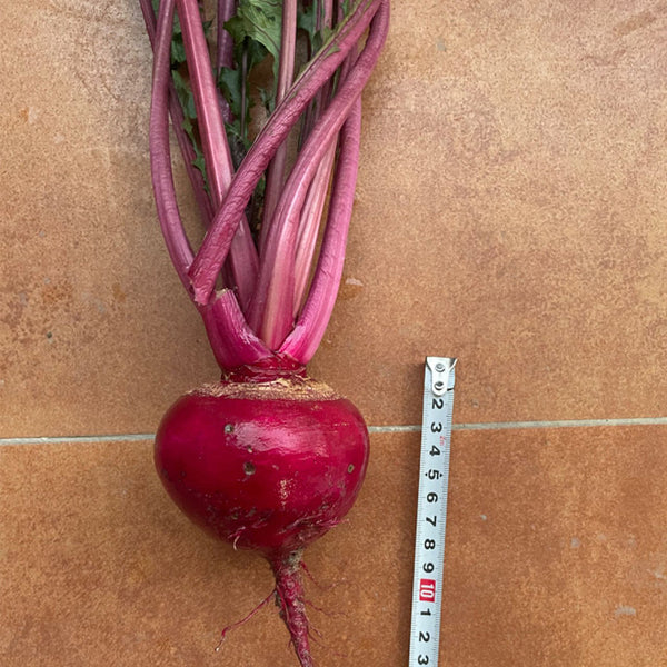 'Aizhenhong' Turnip Seeds, 5g