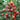 Pink Peach Tomato, 20 Seeds