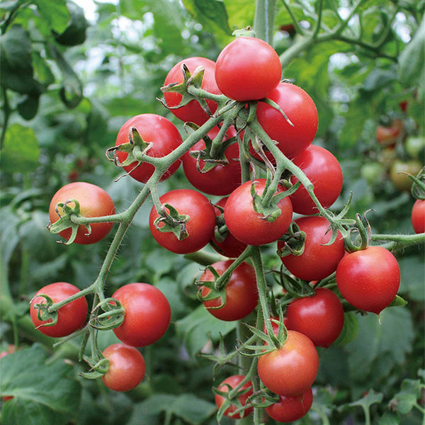 Pink Peach Tomato, 20 Seeds