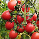 'Imperial Ruby' Traditional Cherry Tomato Seeds, 20 Seeds