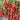 Extra Spicy 'La Mei Zi' Pepper Seeds, 1g