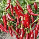 Extra Spicy 'La Mei Zi' Pepper Seeds, 1g