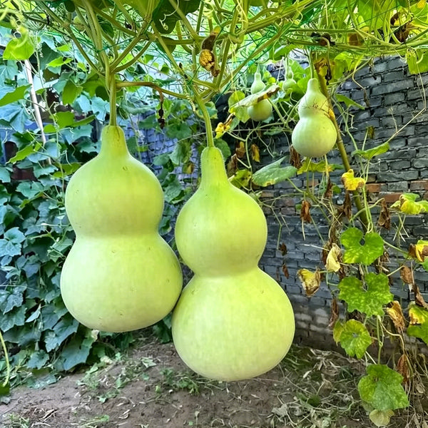 Thick-neck Eight Treasures Gourd, 10 Seeds