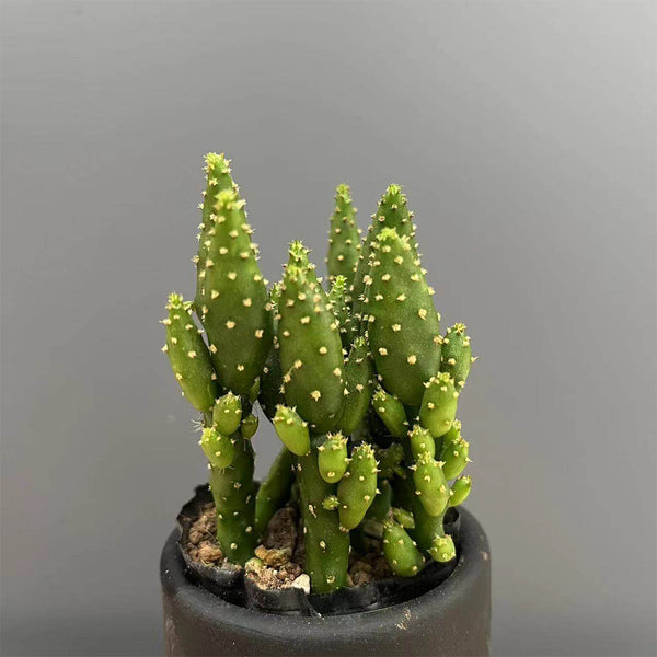 3Pcs Cylindropuntia leptocaulis, 3-4cm