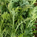 Medium-Leaf Garland Chrysanthemum Seeds, 20g
