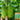 'Cuimei 188' Mini Cucumber, 100 Seeds