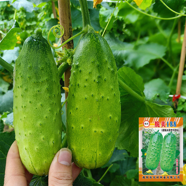'Cuimei 188' Mini Cucumber, 100 Seeds