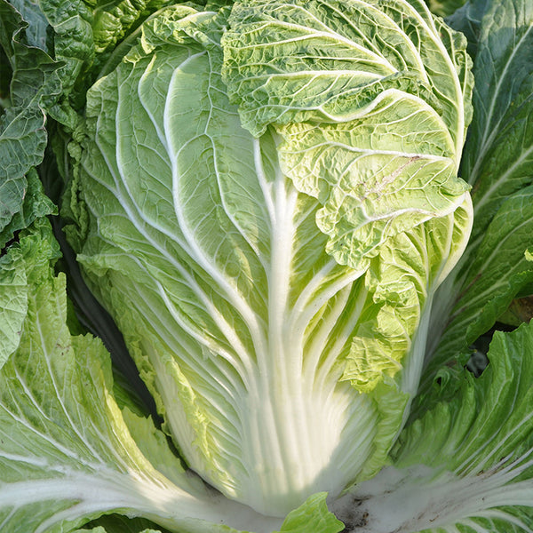 'Jiaoyan 5869' Chinese Cabbage Seeds, 10g