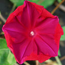 Red Queen Morning Glory, 3 Seeds