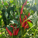Blazing Upright Cluster Pepper Seeds, 0.5g