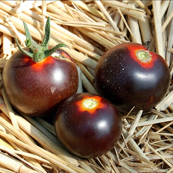 Clackamas Blueberry Indigo Tomato, 15 Seeds