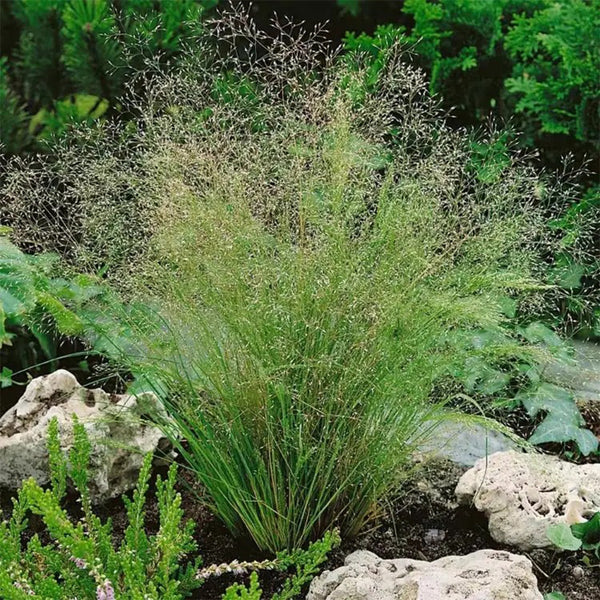 Cloud Grass Seeds, 1000 Seeds