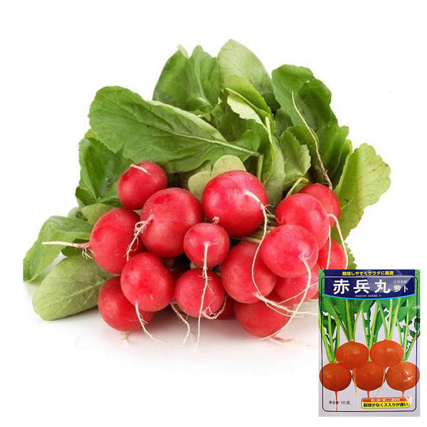 Akahimaru Radish Seeds, 10g