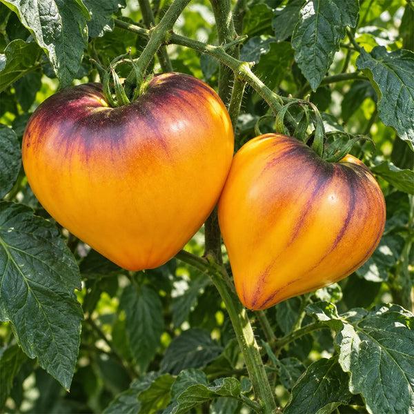 304 Strawberry Sergeant Orange F5 Tomato, 5 Seeds