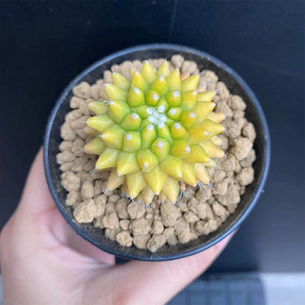 Variegated Mammillaria Live Cactus