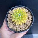 Variegated Mammillaria Live Cactus