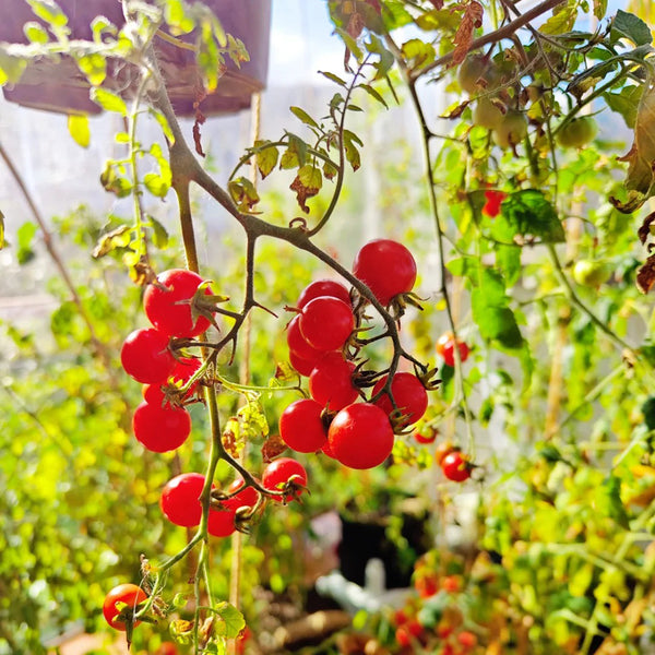 Hanging Tomato, 10 Seeds