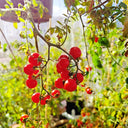 Hanging Tomato, 10 Seeds