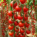 'Waterfall Red Cluster' Cherry Tomato Seeds, 20 Seeds