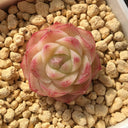 Echeveria cv. 'Pandora Queen', 2pcs x 1-head