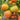 Kozula 151/1 Tomato, 5 Seeds