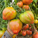 Kozula 151/1 Tomato, 5 Seeds