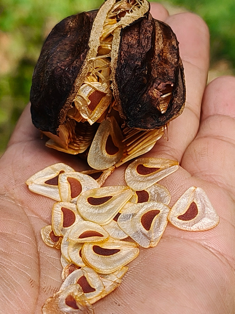 Cardiocrinum giganteum var. yunnanense