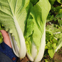 'Fushi' Fast-Growing Chinese Cabbage Seeds, 10g