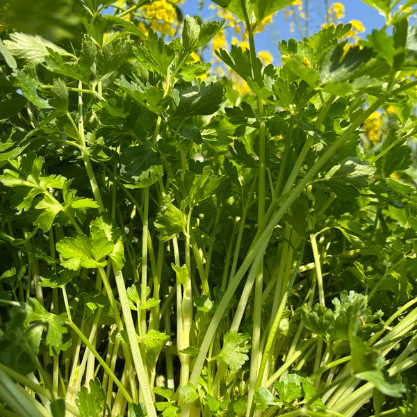 White Bone Yellow Heart Celery Seeds, 5g